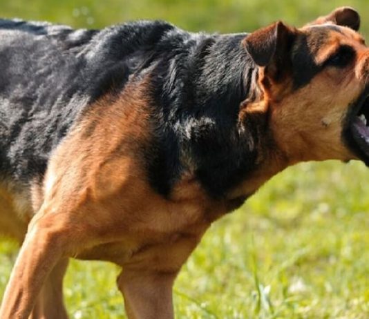 Tragédie à Bonoua : Mort d’un garçonnet suite à une attaque de chiens.